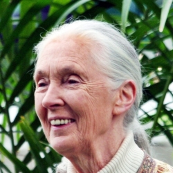 Jane Goodall